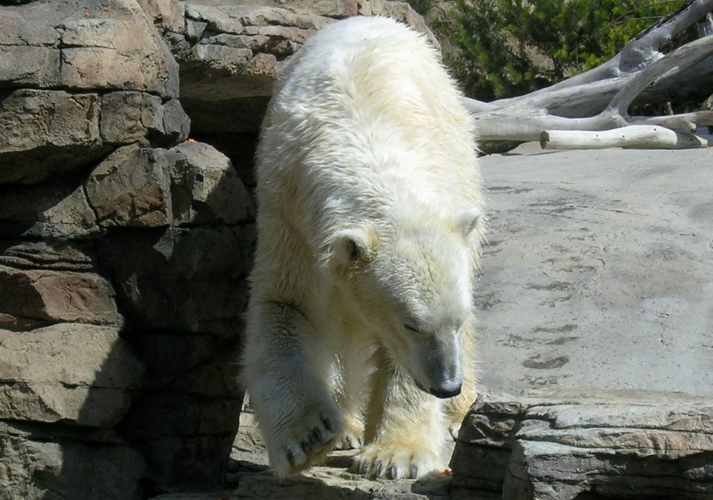Polar bear approaches at San Diego Zoo